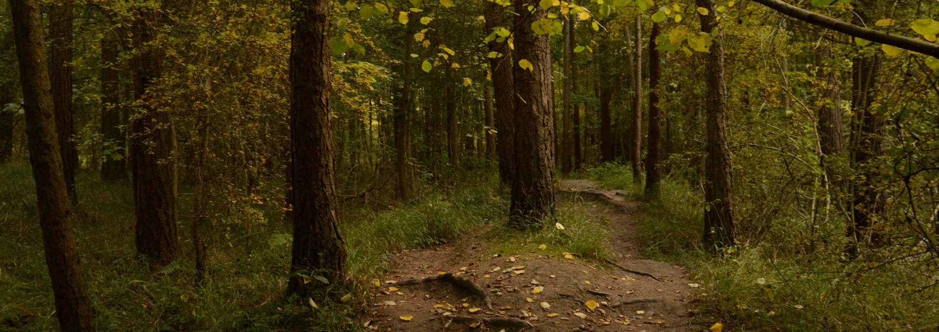 A dirt path winds through a lush, green forest with tall trees and scattered yellow leaves.