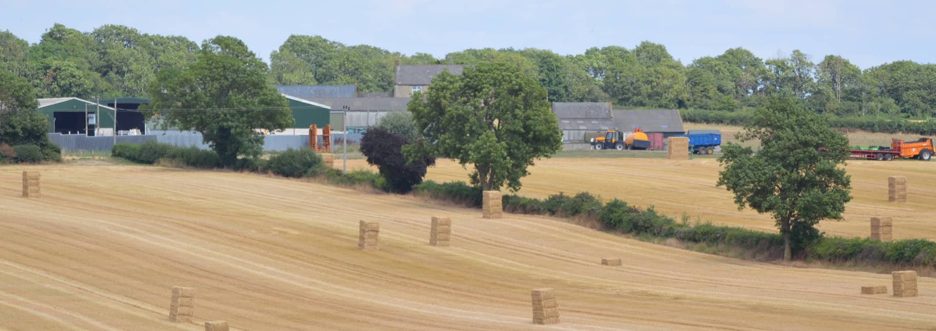 Golden hay bales scattered across a harvested field with farm buildings and trees in the background.