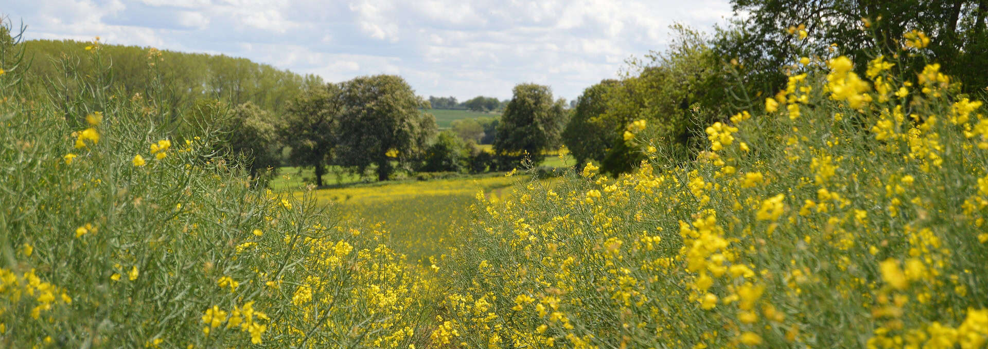 A path runs through a field of yellow wildflowers under a partly cloudy sky, with trees in the distance.